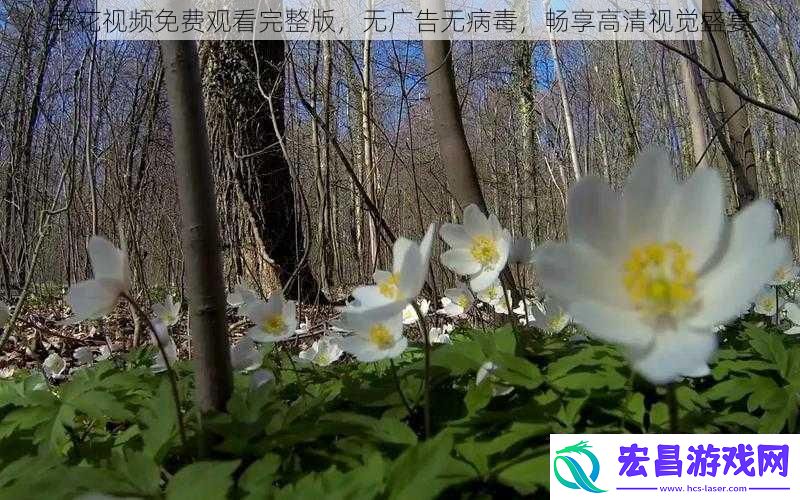 野花视频免费观看完整版无广告无病毒畅享高清视觉盛宴