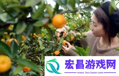 采蜜1V.1H方橙采意