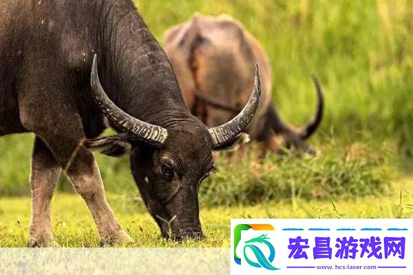 老牛嫩草一二三产品区别不一样的快感