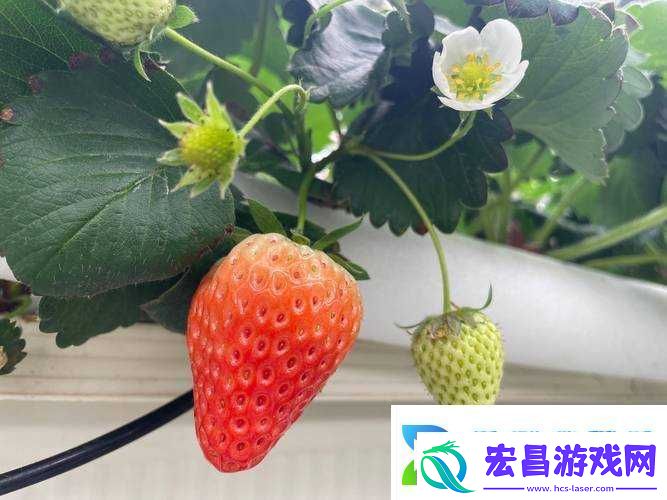 草莓樱桃色多多绿巨人秋葵