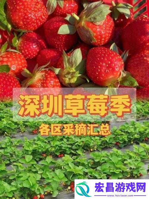 草莓秘免费一区二区三区精彩内容大放送