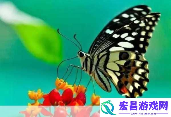 花蝴蝶看片