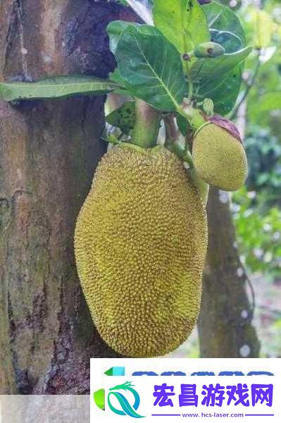 www.菠萝蜜水蜜桃