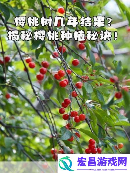 樱桃cherry官