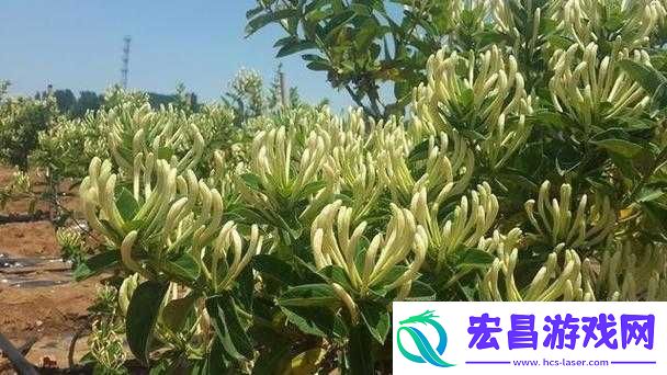 父承子液金银花