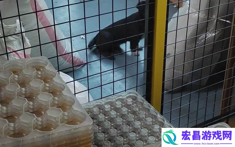 工厂里流浪狗的奇异纪事