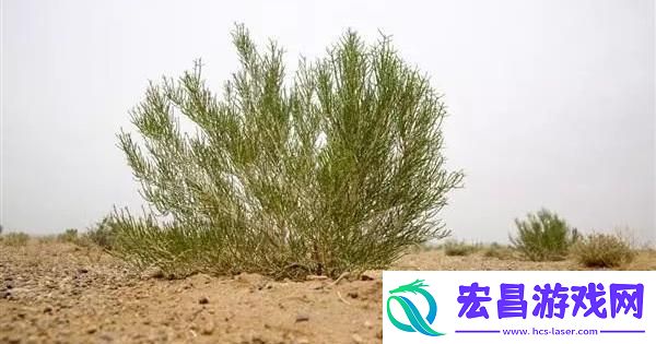 “潮流梭梭树
