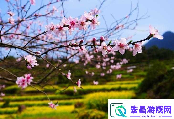 国色天香桃花朵朵开