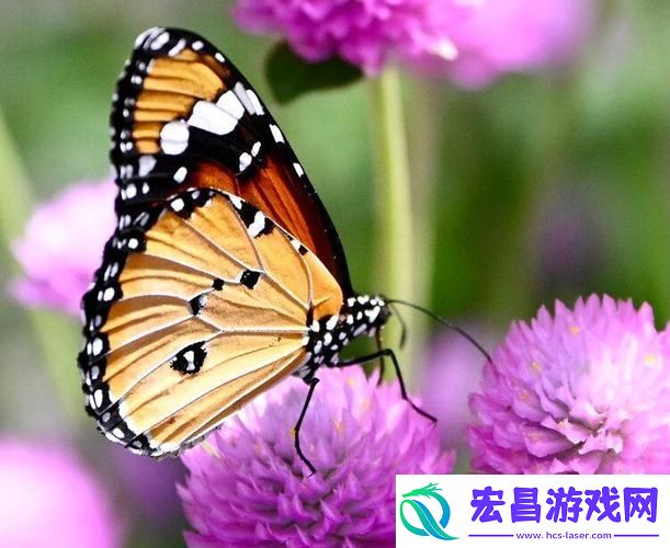 探索“花蝴蝶免费看片大全”