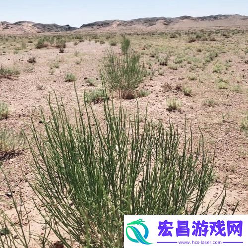 梭梭树变身后