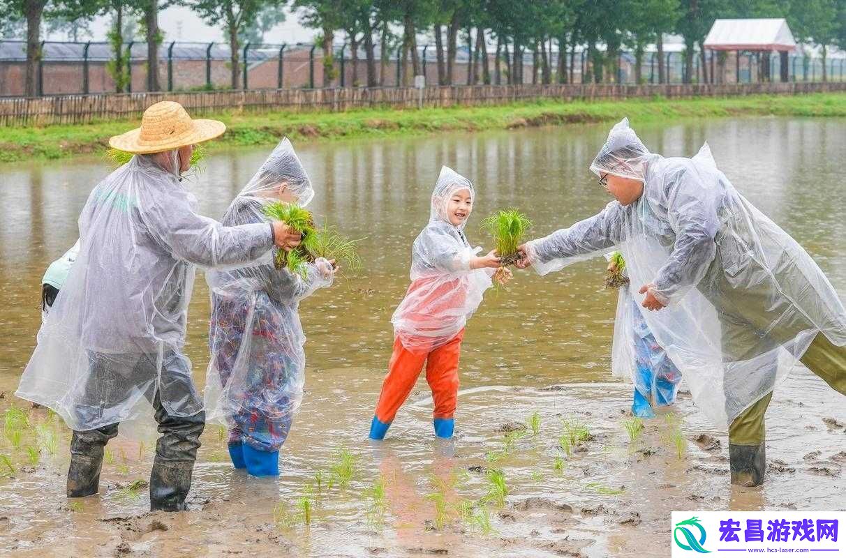情侣在农田插秧