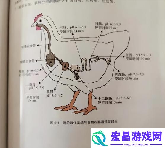 超级肉禽系统来袭