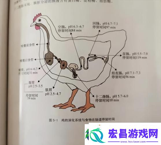 超级肉禽系统来袭