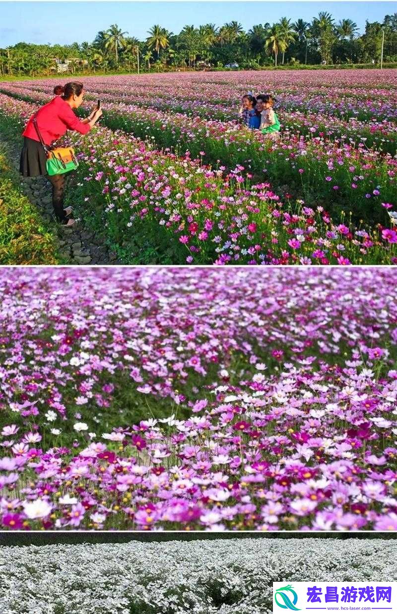 野花社区