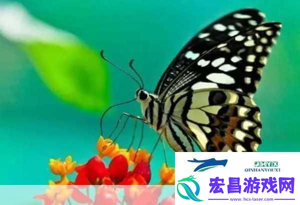 花蝴蝶看片