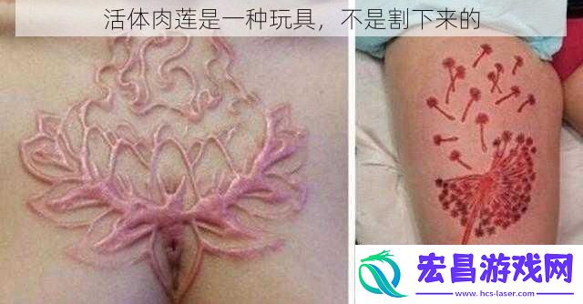 活体肉莲是一种玩具