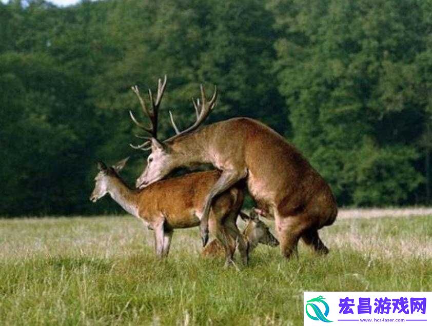 美国人进行禽交这一违背伦理道德的行为探讨
