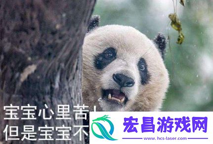 络用语宝宝心里苦但宝宝不说是什么梗