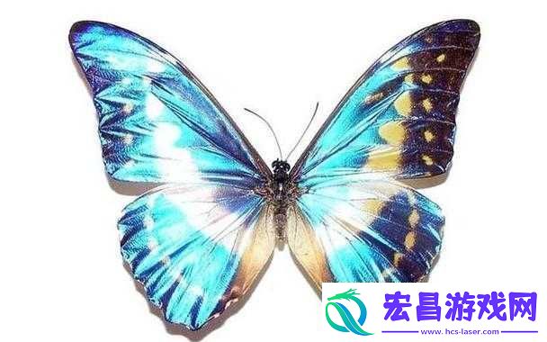 女生蝴蝶比罕见吗