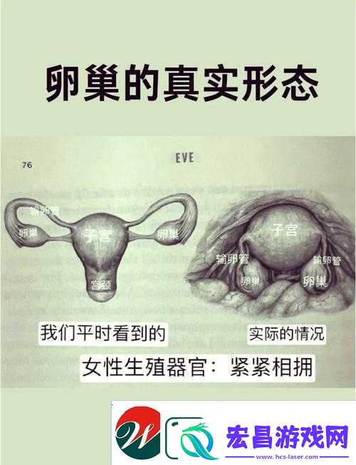 二十四种阴性外貌形状