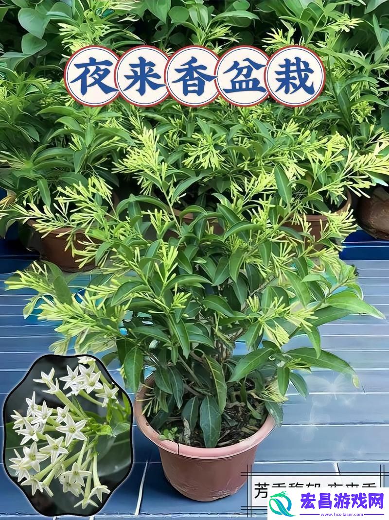 “夜来香”小嘴儿揭秘