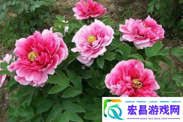 老中医春风得意杜晓玲引领风骚