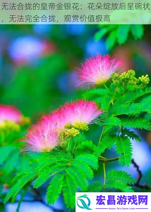 无法合拢的皇帝金银花