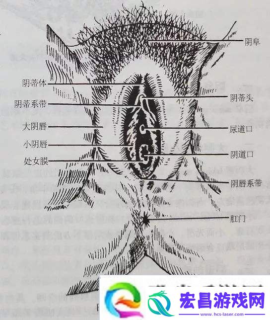 内容丰富大荫蒂BBBBBB大荫蒂