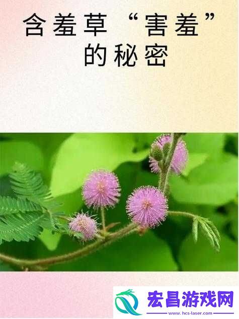 含羞草的羞涩