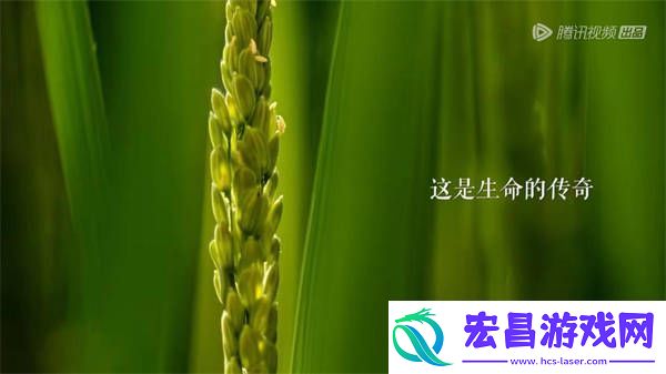 风味人间4·谷物星球定档