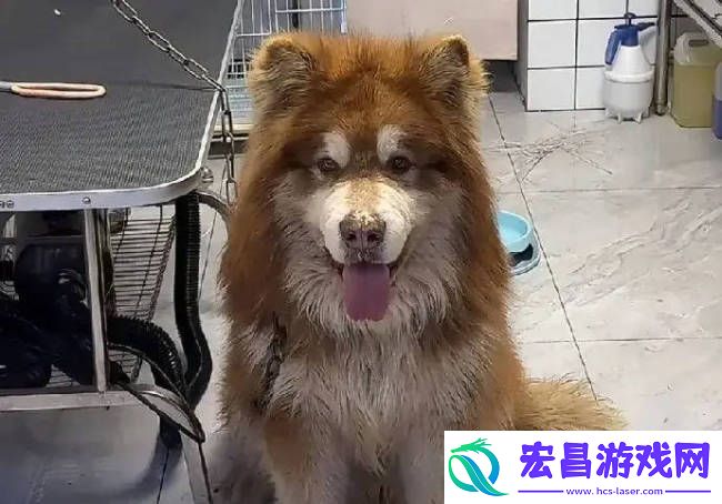 陈乔恩为红小狗艾特发声
