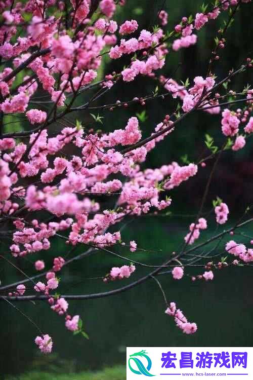 国色天香桃花朵朵开——绽放绚烂之美
