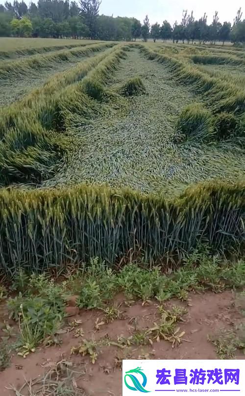 丰收庆典