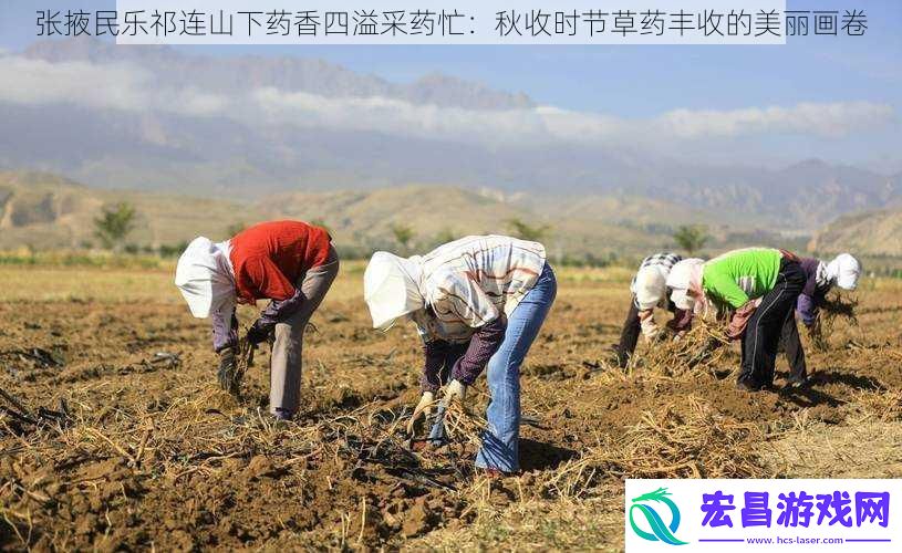 张掖民乐祁连山下药香四溢采药忙