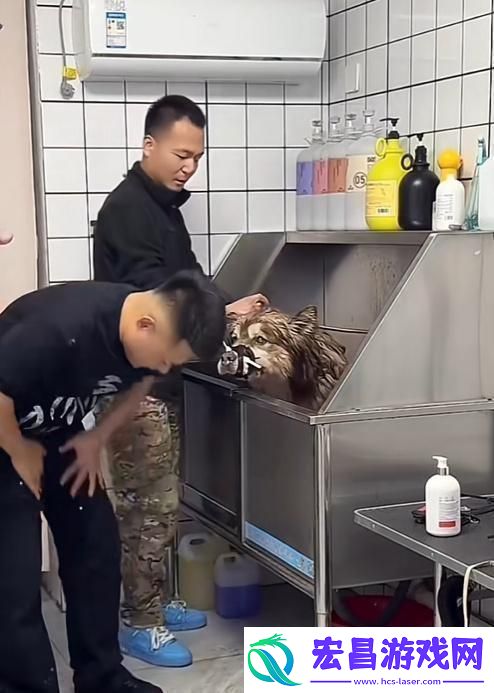 有训犬师认为潘宏训狗方式太粗暴