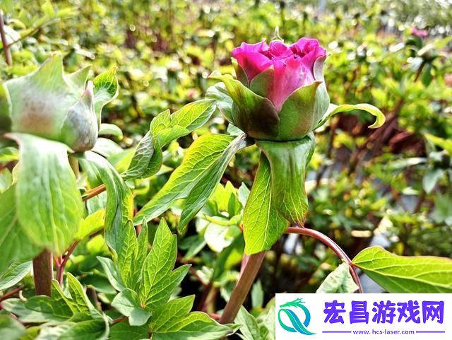 杨紫国色芳华带动牡丹经济