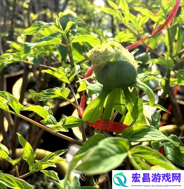 杨紫国色芳华带动牡丹经济