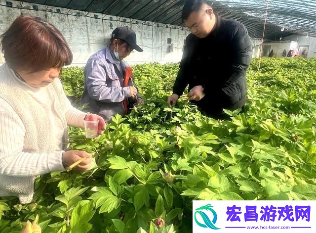 杨紫国色芳华带动牡丹经济