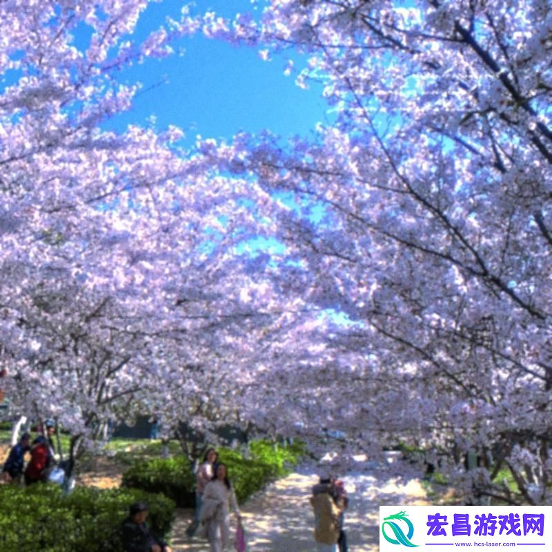 樱花网站