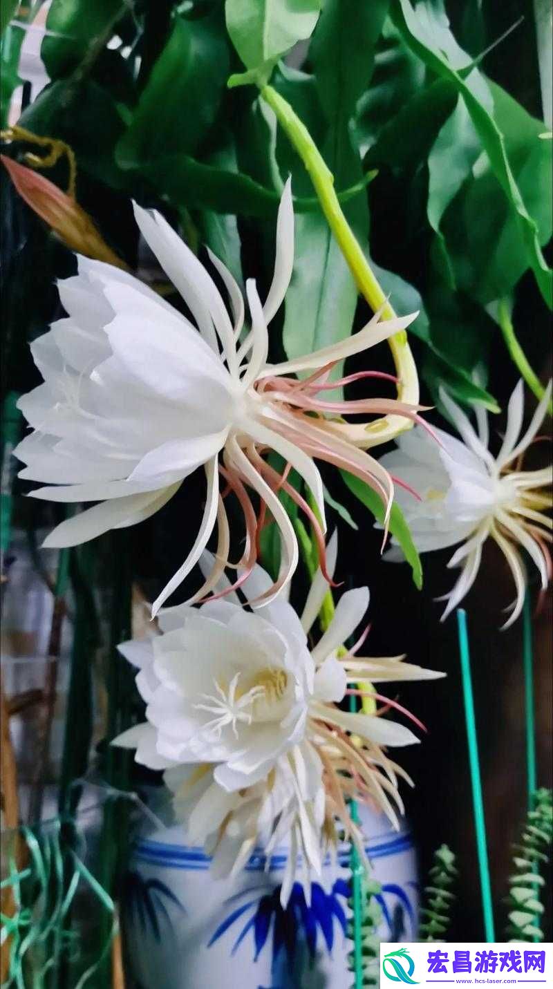 我的侠客游戏中昙花获取途径及获取方法全面深度揭秘