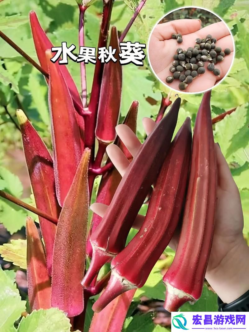 秋葵适合未满十八岁的女生吃吗