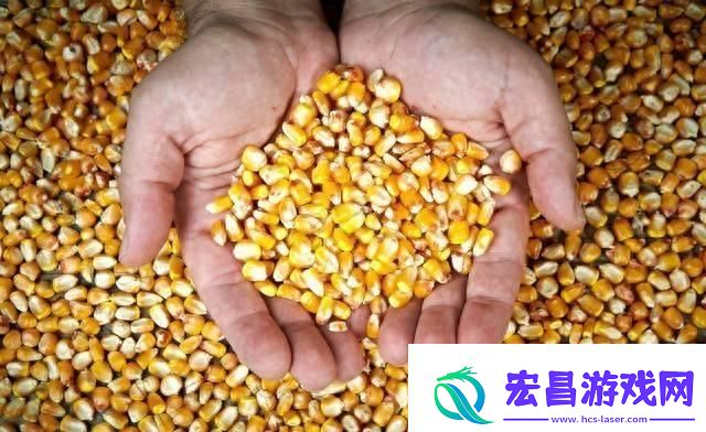 玉米强势上涨！你何时卖粮