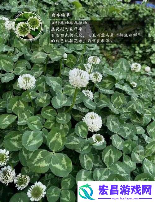 三叶草正版最新到底有何独特魅力