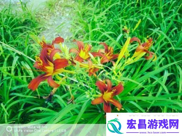 忘忧草1688站当然可以！以下是一些关于忘忧草的标题建议每个标题都不少于10个字