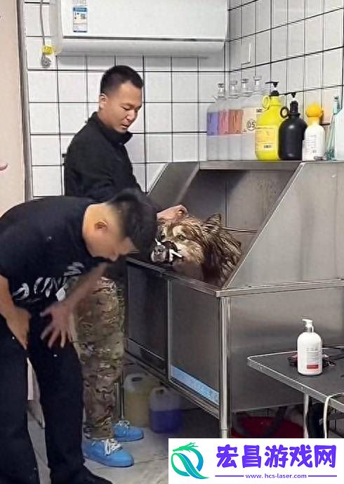 主人已将“艾特”遗体带回家
