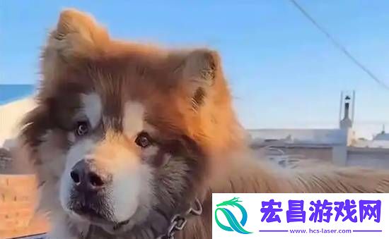 主人已将“艾特”遗体带回家