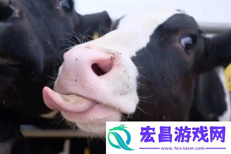 牛校出牛子梗意思及出处分享
