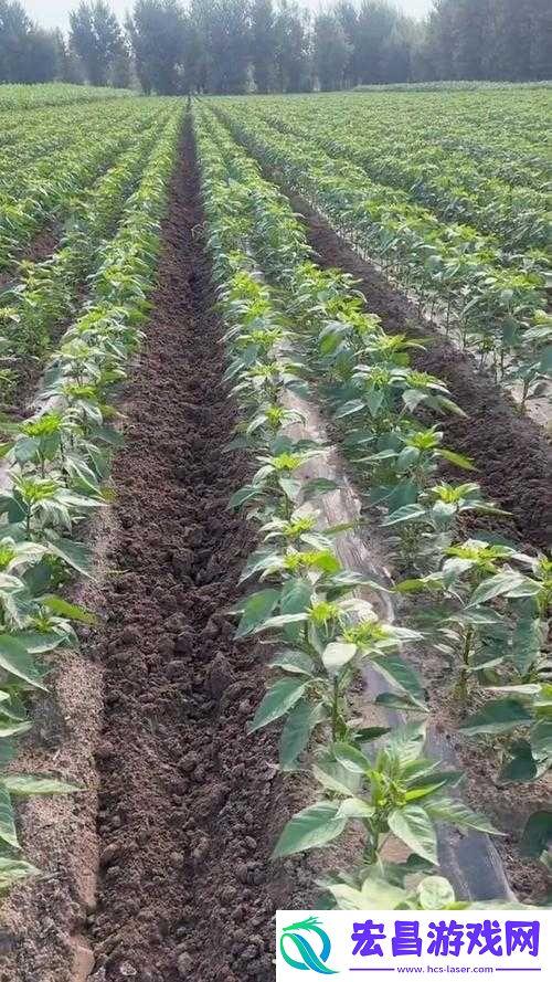 缺氧环境下如何成功种植辣椒