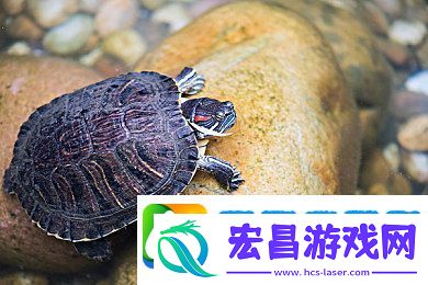 一本久道久久综合狠狠爱一密臀精