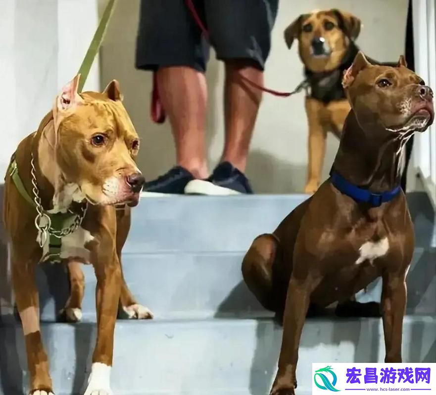 探索人狗大战2高清正版免费的精彩世界